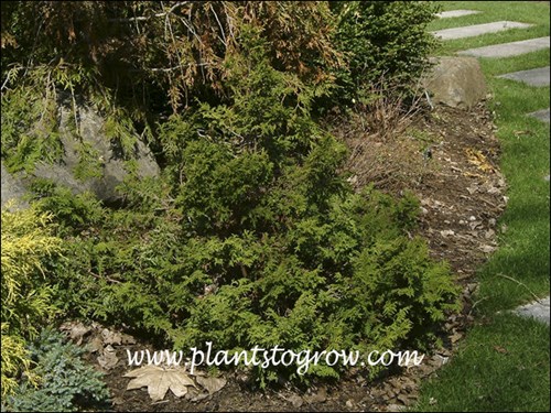 A young plant in a conifer planting.